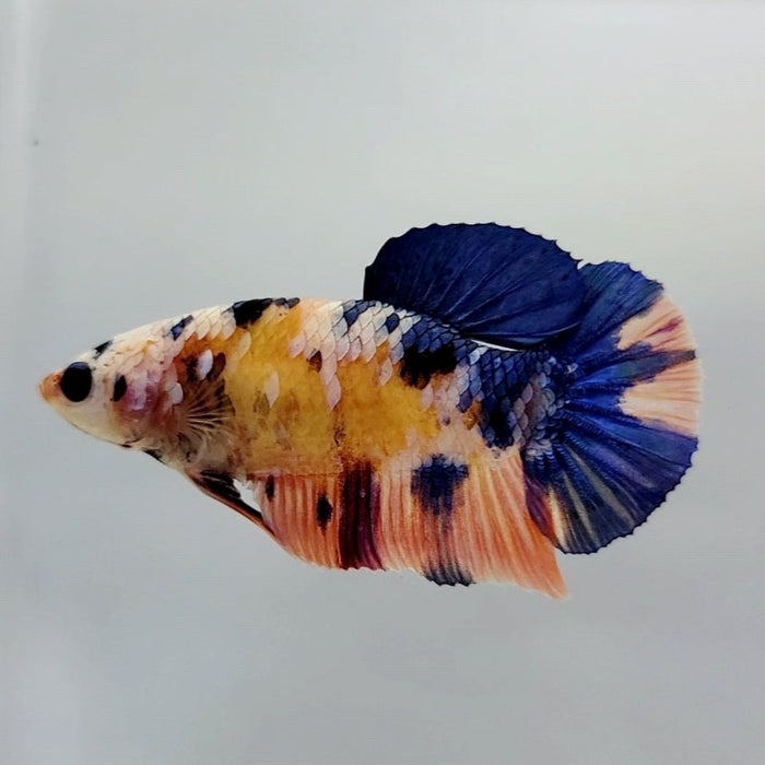 Galaxy Koi Female Betta Fish GK-0417