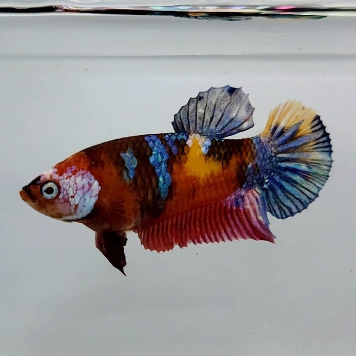 Galaxy Koi Female Betta Fish GK-0418