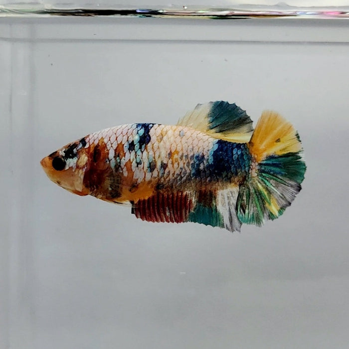 Galaxy Koi Female Betta Fish GK-0419