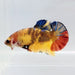 Galaxy Koi Female Betta Fish GK-0420