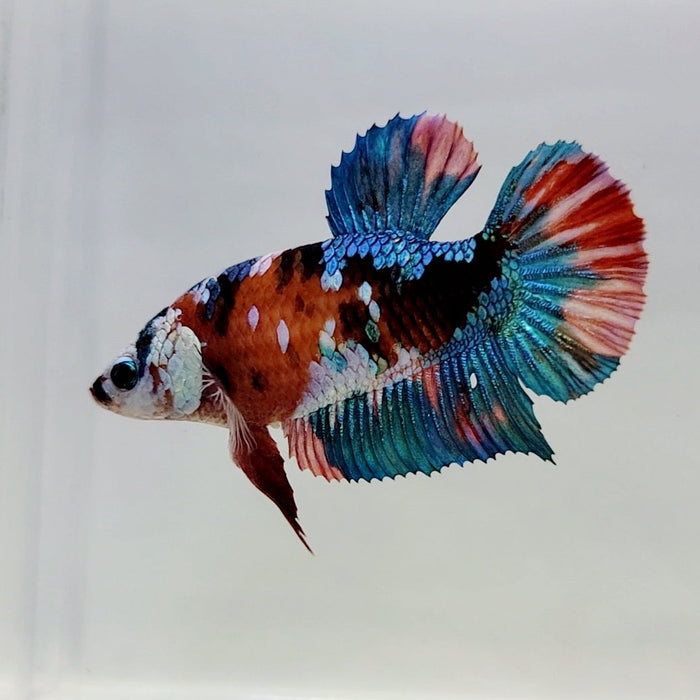 Galaxy Koi Female Betta Fish GK-0422