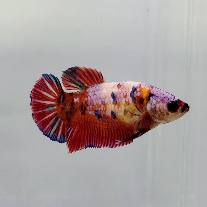 Galaxy Koi Female Betta Fish GK-0423