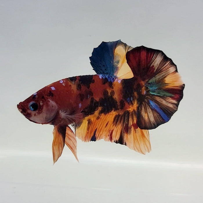Galaxy Koi Male Betta Fish GK-0428