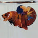 Galaxy Koi Male Betta Fish GK-0432