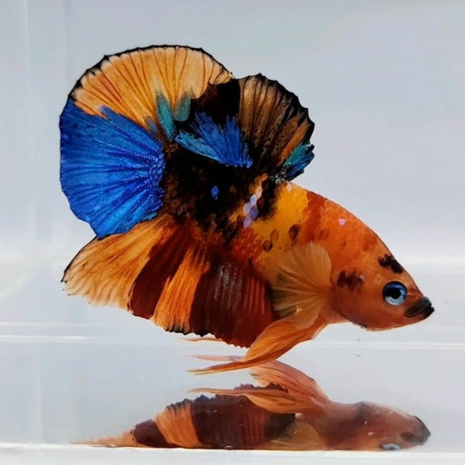 Galaxy Koi Male Betta Fish GK-0433