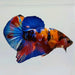 Galaxy Koi Male Betta Fish GK-0434