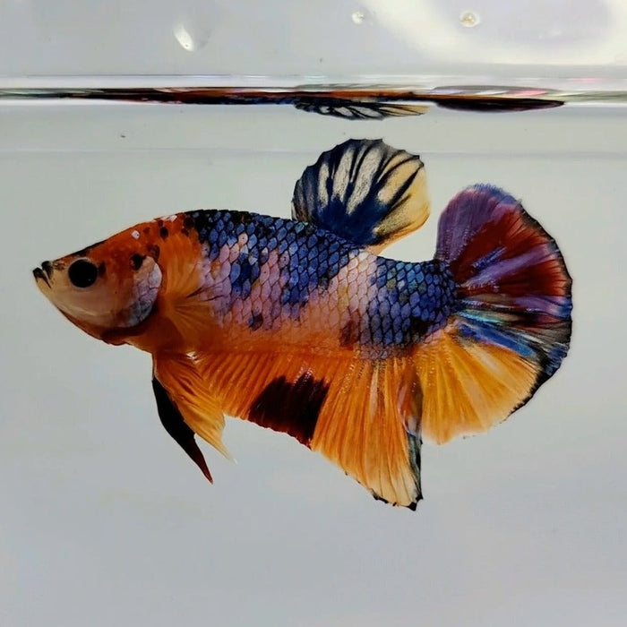 Galaxy Koi Male Betta Fish GK-0436