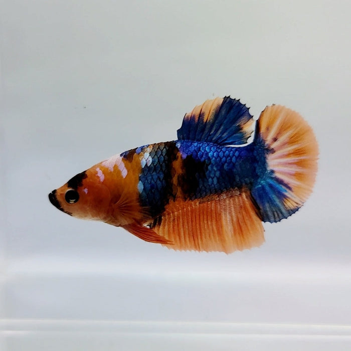 Galaxy Koi Male Betta Fish GK-0440