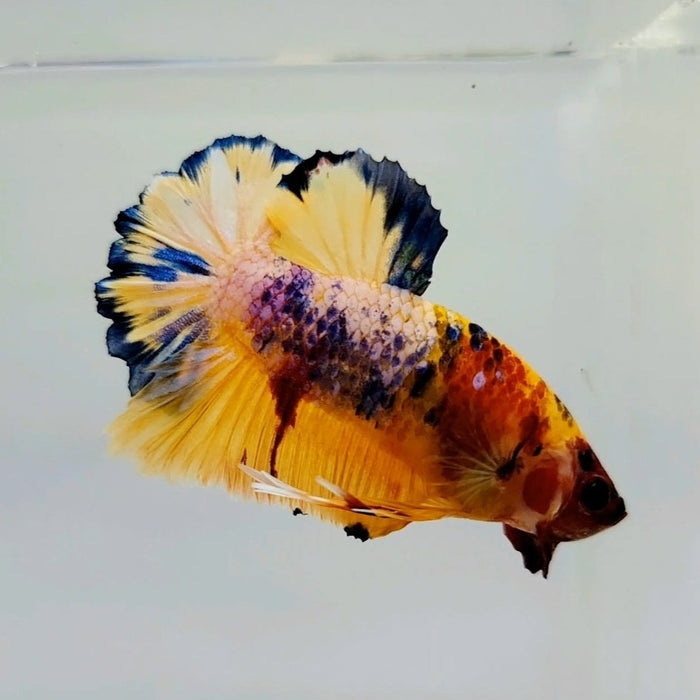 Galaxy Koi Male Betta Fish GK-0437
