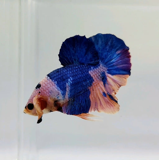 Galaxy Koi Male Betta Fish GK-0438