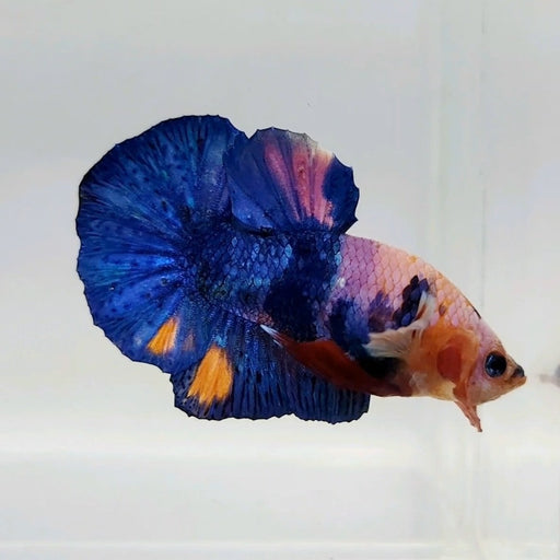 Galaxy Koi Male Betta Fish GK-0439