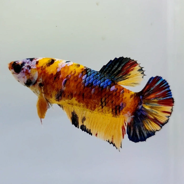 Galaxy Koi Female Betta Fish GK-0442