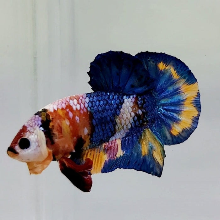 Galaxy Koi Male Betta Fish GK-0447