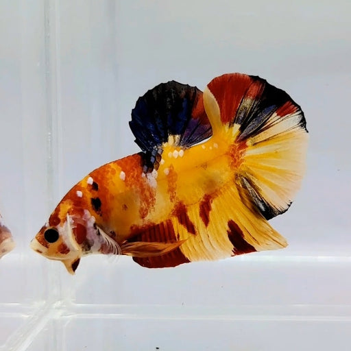 Nemo Koi Male Betta Fish GK-0446