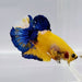 Yellow Hellboy Male Betta Fish YH-0445