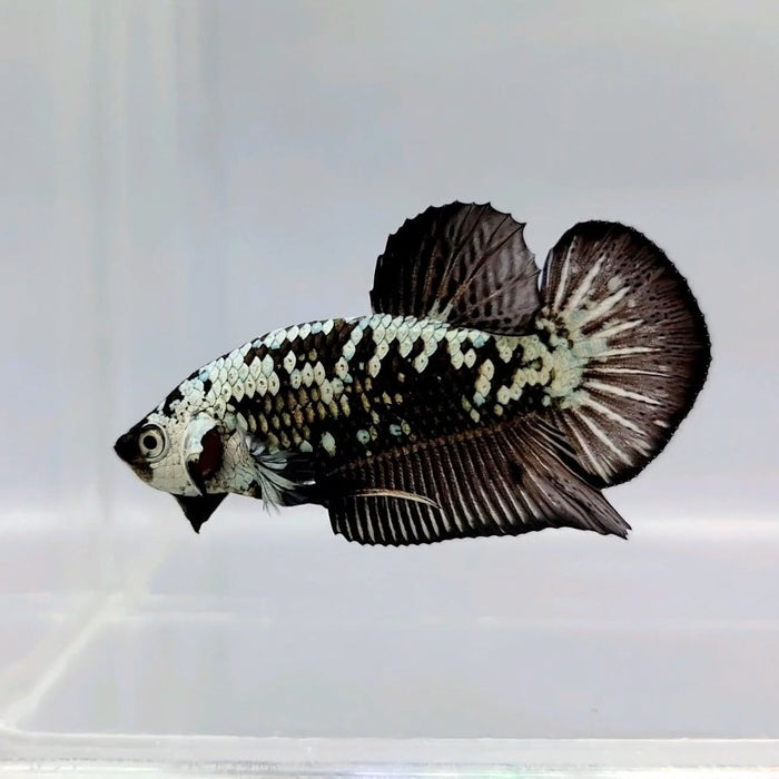 Black Mamba Male Betta Fish BS-0444