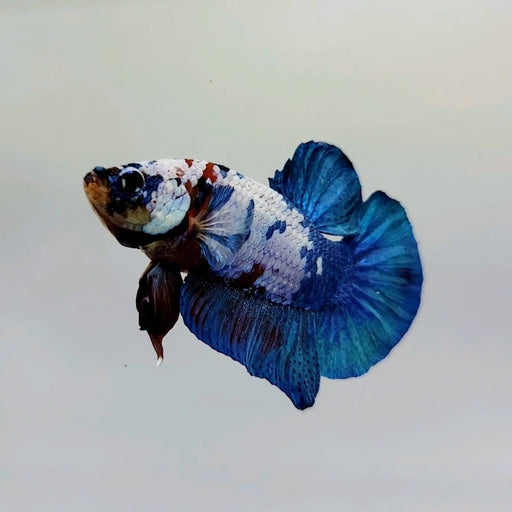 Galaxy Koi Male Betta Fish GK-0443