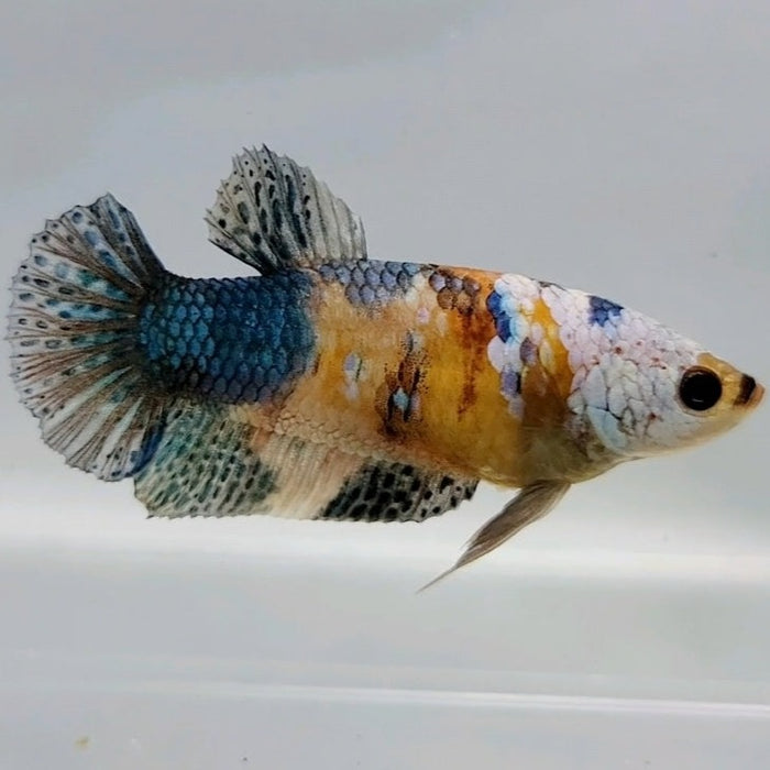 Galaxy Koi Male Betta Fish GK-0454