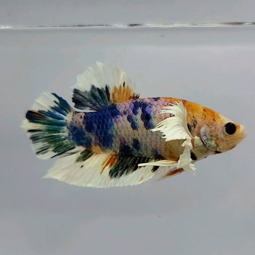 HMPK Male Dumbo Betta Fish DB-0451