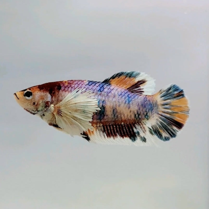 HMPK Dumbo Female Betta Fish DB0453 — JV Betta