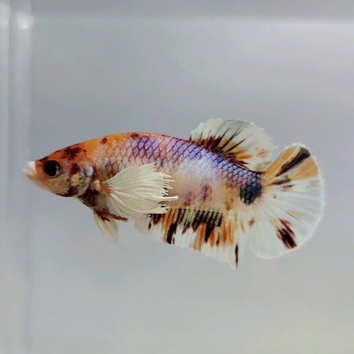 HMPK Male Dumbo Betta Fish DB-0452