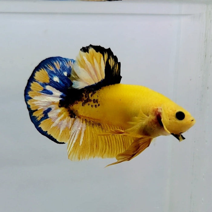 Yellow Hellboy Male Betta Fish YH-0455