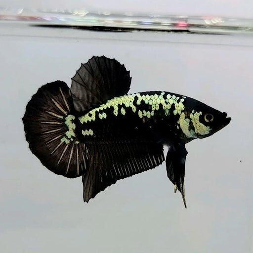 Black Mamba Male Betta Fish BS-0456