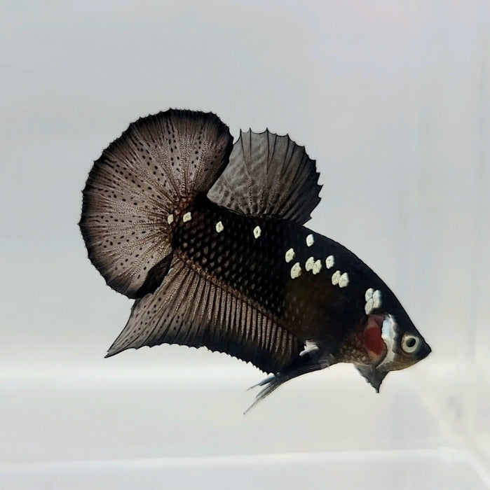 Black Mamba Male Betta Fish BS-0461 — JV Betta