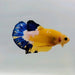 Yellow Hellboy Male Betta Fish YH-0463