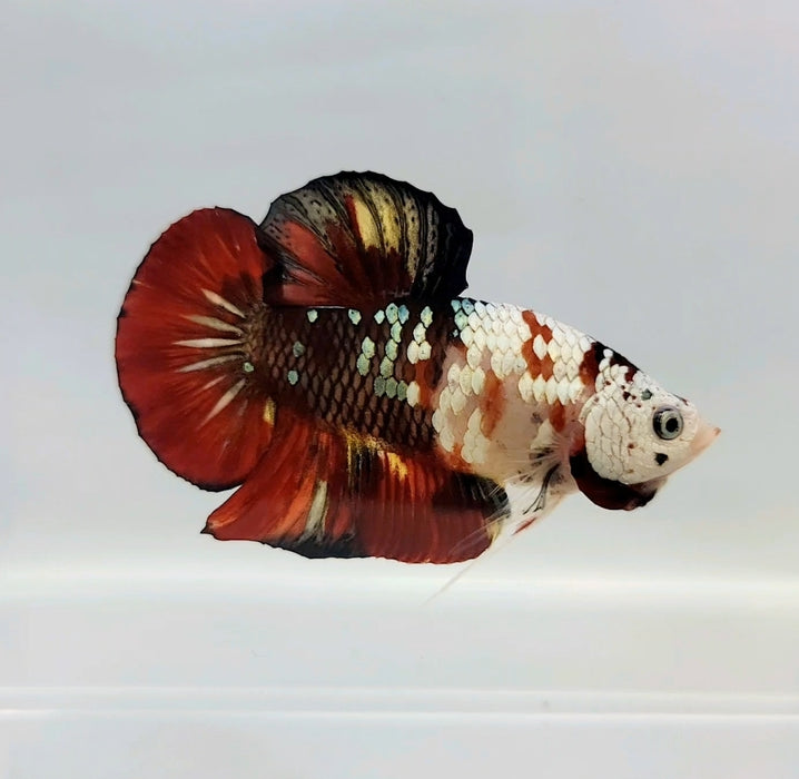Red Copper Koi Male Betta Fish CK-0462