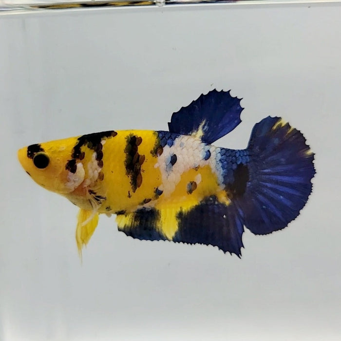 Galaxy Koi Female Betta Fish GK-0466