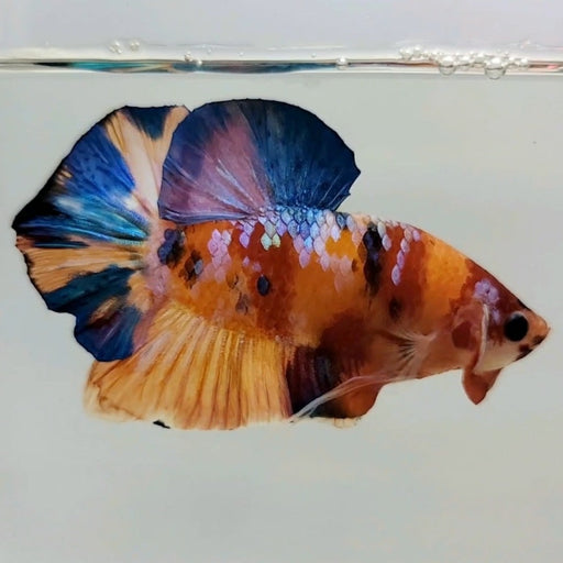 Candy Galaxy Koi Male Betta Fish GK-0470