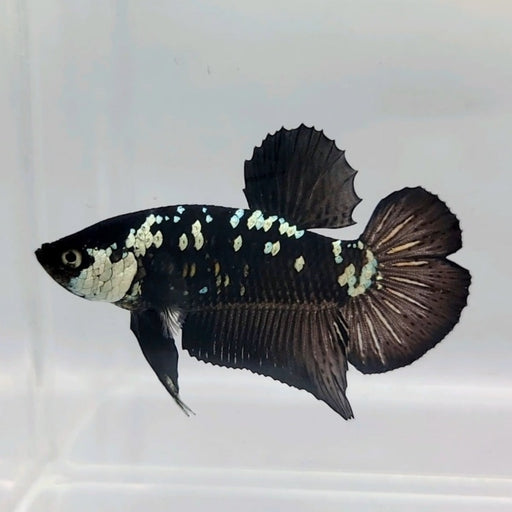 Black Mamba Male Betta Fish BS-0468