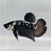 Black Mamba Male Betta Fish BS-0468
