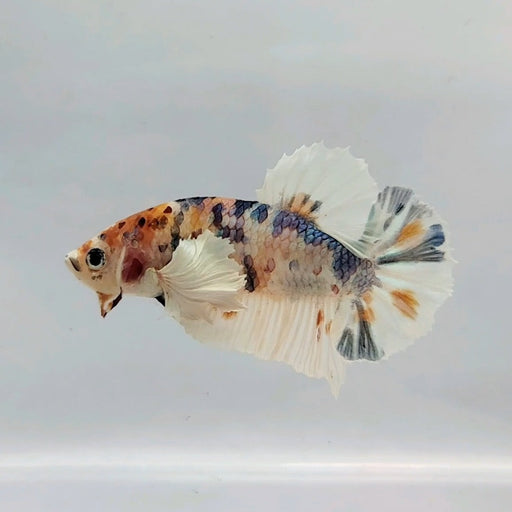 HMPK Male Dumbo Betta Fish DB-0465