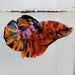 Galaxy Koi Male Betta Fish GK-0480