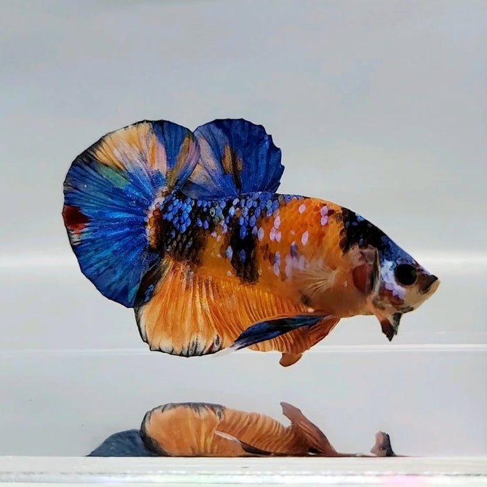 Galaxy Koi Male Betta Fish GK-0471