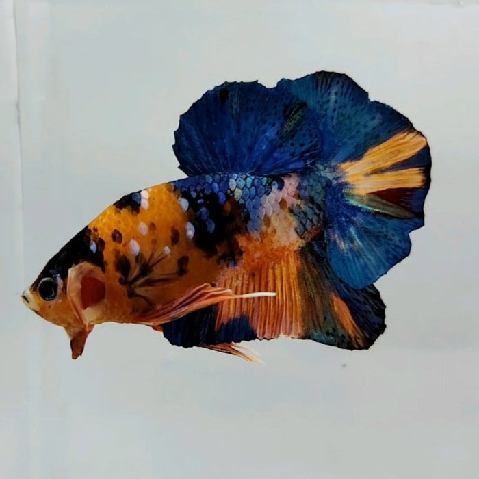 Galaxy Koi Male Betta Fish GK-0477