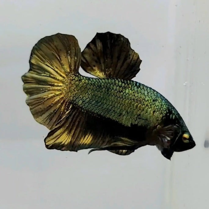 Copper Avatar Male Betta Fish GK-0478