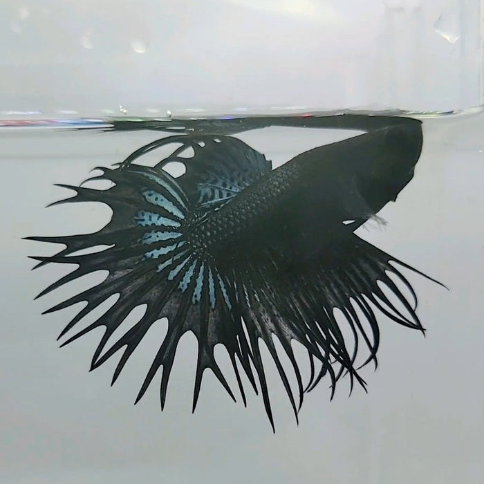 Crowntail Male Betta Fish CT-0483