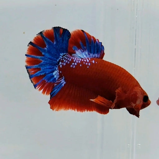 Hellboy Male Betta Fish HB-0488