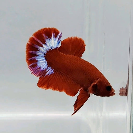 Hellboy Male Betta Fish HB-0491