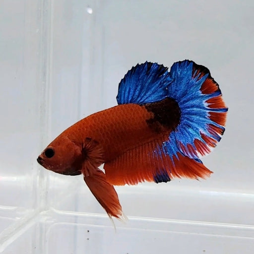 Hellboy Male Betta Fish HB-0492