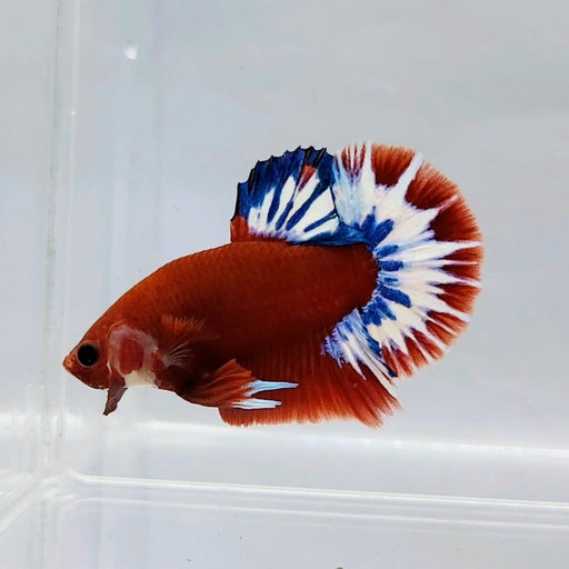 Hellboy Male Betta Fish HB-0493