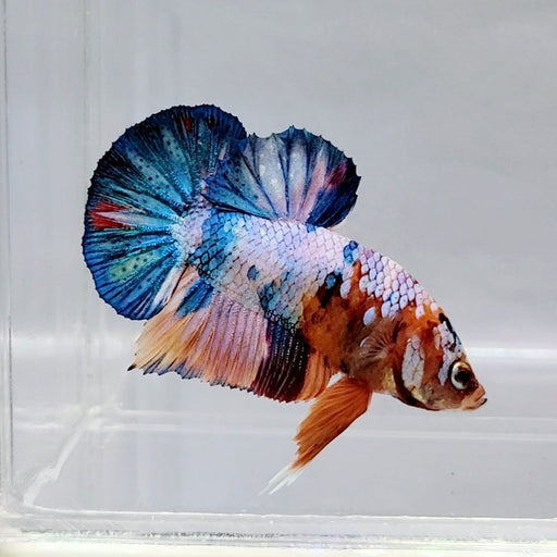 Candy Galaxy Koi Male Betta Fish GK-0494
