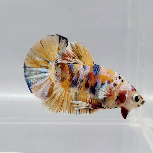 Top Quality Multicolor Galaxy Koi Betta Fish Type: Candy Galaxy Koi  Gender: Male  Origin: Indonesia  For additional options, be sure to browse our Betta Fish for Sale  Galaxy Koi Male Betta Fish GK-0495