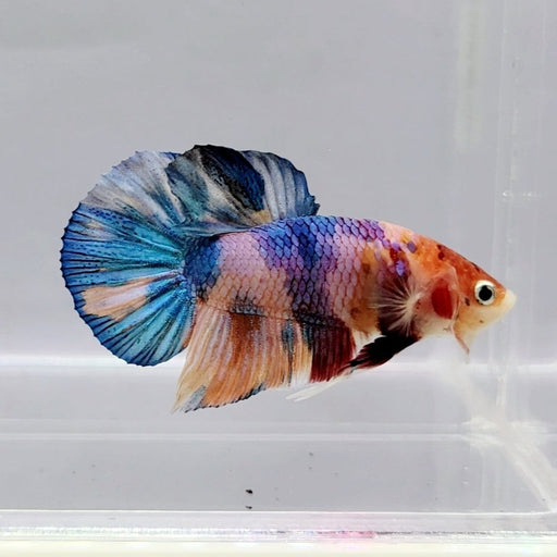Candy Galaxy Koi Male Betta Fish GK-0498