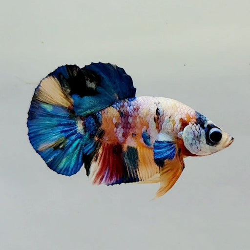 Candy Galaxy Koi Male Betta Fish GK-0500