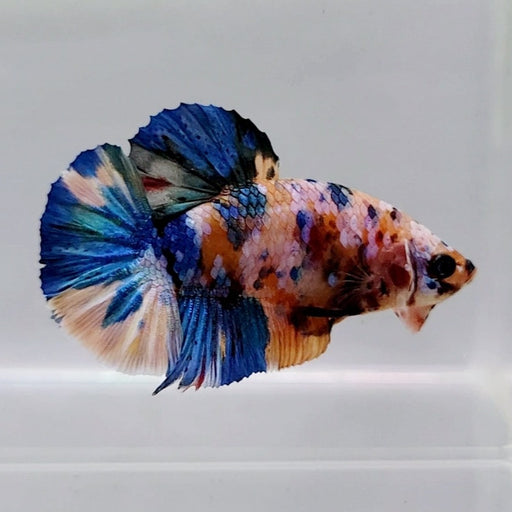 Candy Galaxy Koi Male Betta Fish GK-0502