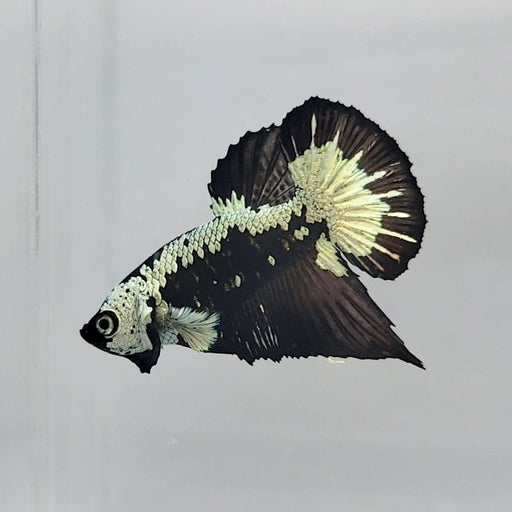 Black Samurai Female Betta Fish BS-0509